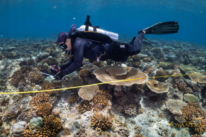 Scuba diver examining coral formations along an underwater reef monitoring line.