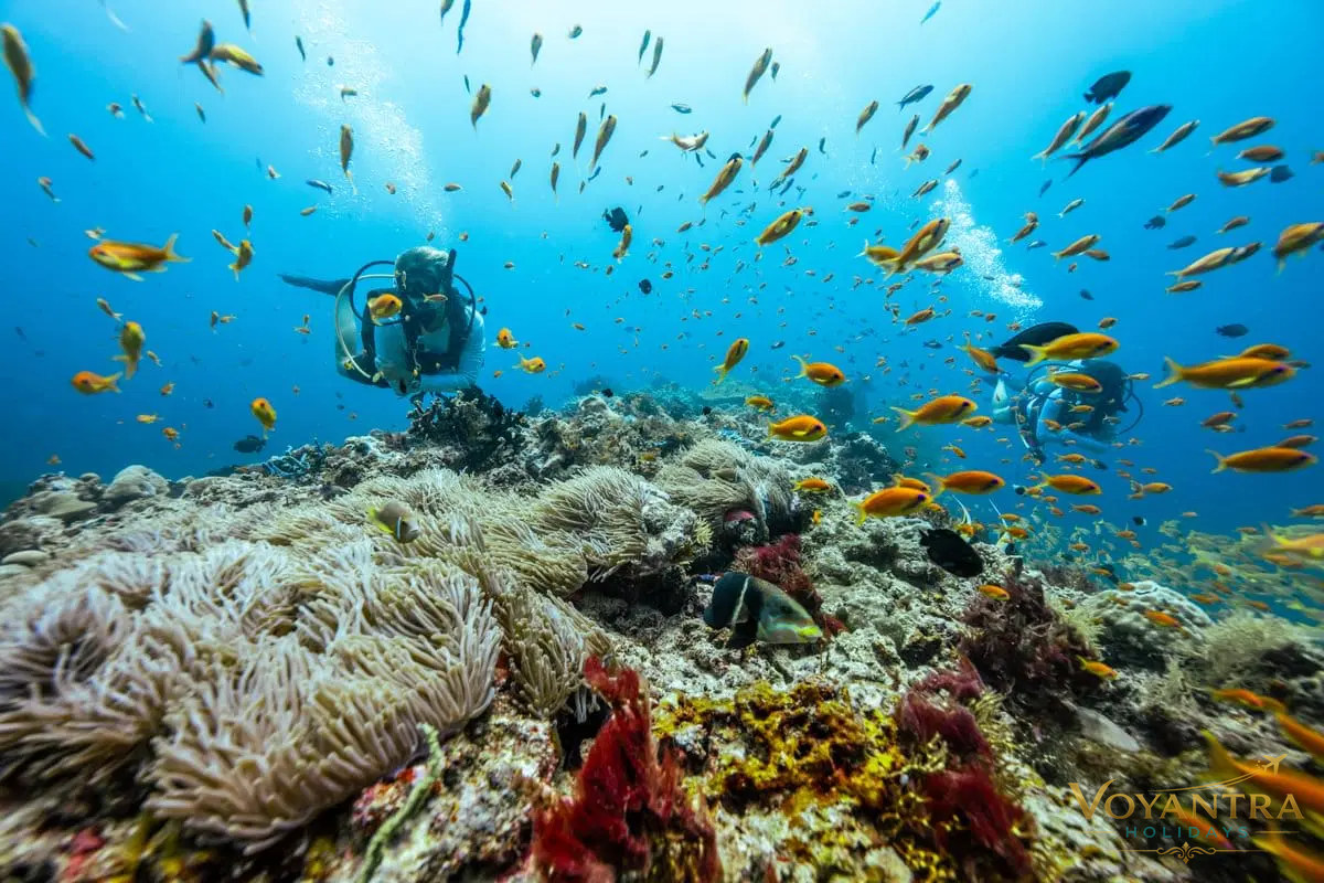 Scuba divers exploring a colourful coral reef surrounded by tropical fish.