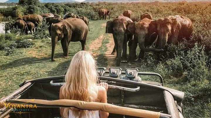 Elephants in the wild during a Sri Lanka safari, viewed from an open-top safari vehicle.